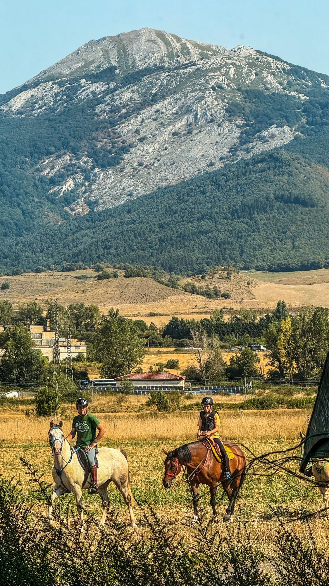 Horse and rider in countryside